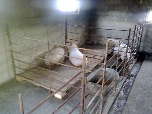 Пристройка к дому из поликарбоната своими руками фото 78